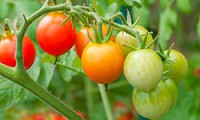 Любимые томаты-черри хотят вырастить все